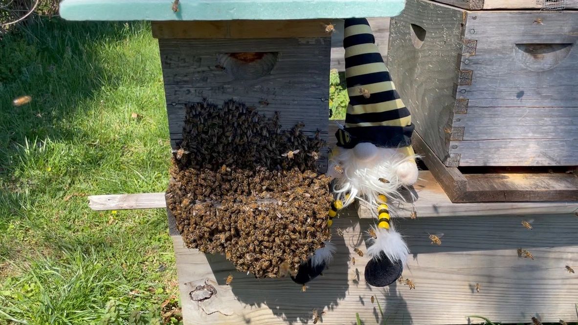 Honey bees on the entrance with a gnome next to it.