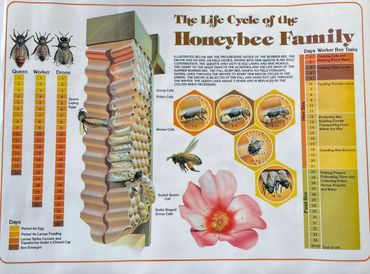life cycle chart for honey bees