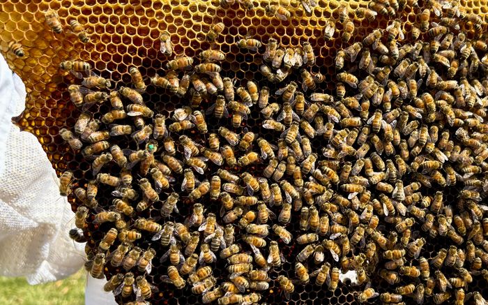 A top bar early spring frame showing a green marked queen from 2024.