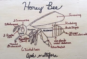 a little craft play of honey bee anatomy
