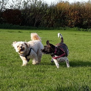 two dogs playing outside