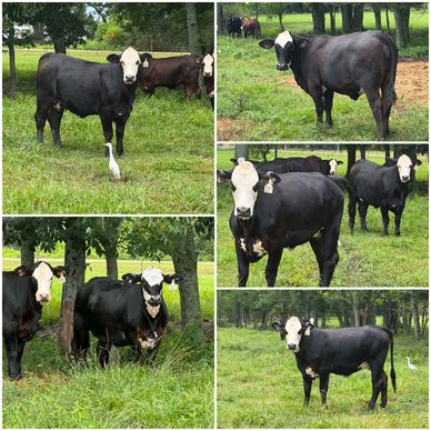 Black cows with white faces in a grassy field.