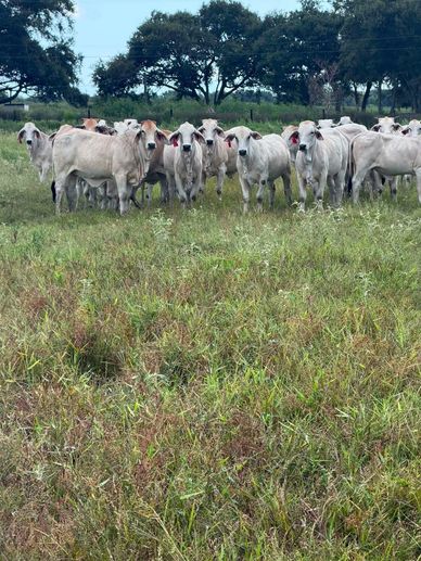 35 GULF COAST BRAHMAN HEIFERS