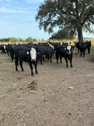 45 Black Baldy Heifers