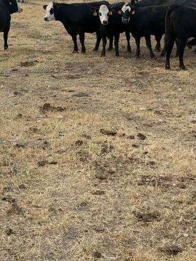 Black and white cows standing in a dry grassy field.