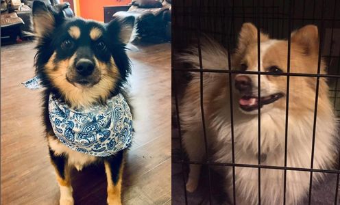 Polly F2 pomsky
King purebred Pomeranian