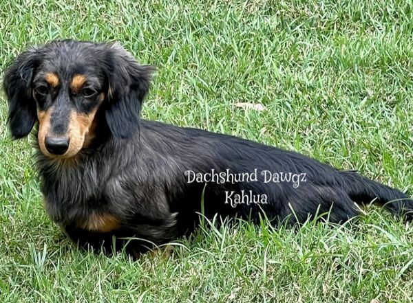 Silver dapple long haired carrying cream and piebald.  Third generation Dachshund Dawgz   Kahlua is 
