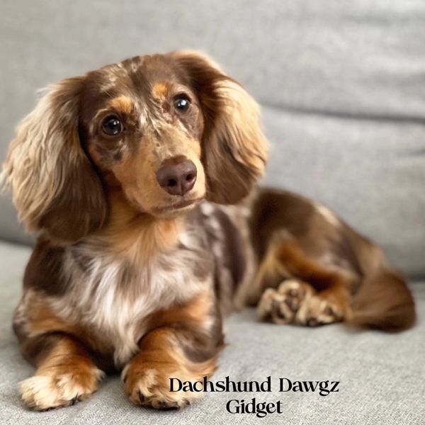 Chocolate dapple long haired.  Gidget is a third generation Dachshund Dawgz girl.  She loves being t