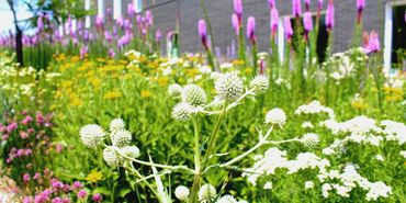 Native Plants Harkin Center