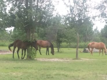 Three horses grazing peacefully in a green field with trees.