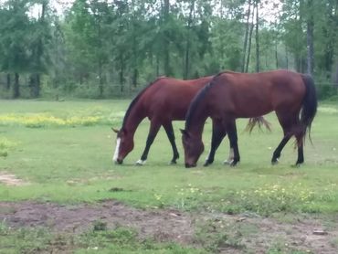 Two brown horses grazing peacefully in a grassy field.