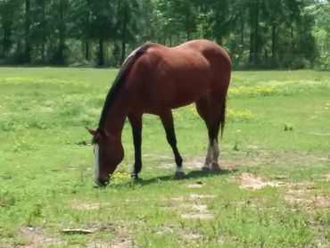 A brown horse grazing in a green field with trees in the background.