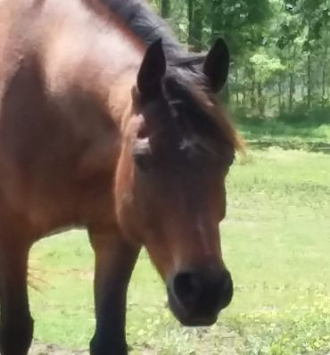 Close-up of a brown horse with a black mane in a green field.