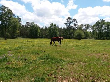 Two horses grazing in a sunlit green field with scattered wildflowers.