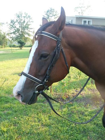 Close-up of a brown horse with a white blaze wearing a bridle.