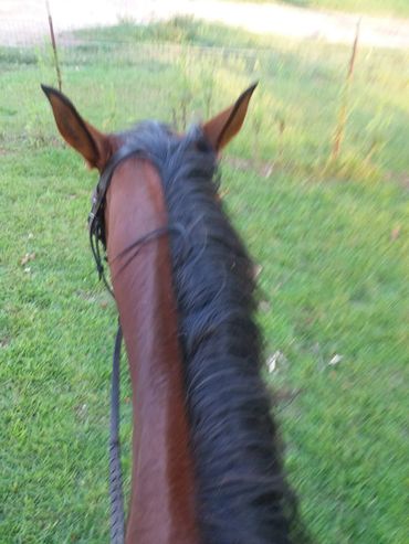 View from horseback showing the horse's ears and mane.