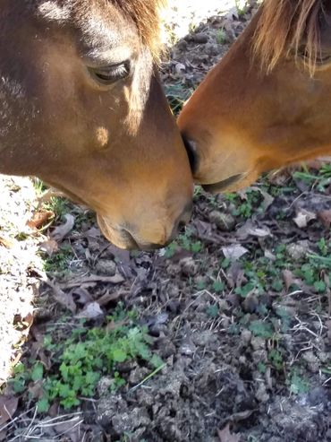 Two horses gently touching noses on grassy ground.