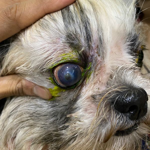 Specialist Veterinary Ophthalmologist consult on prior appointment do call on- 9284396493 