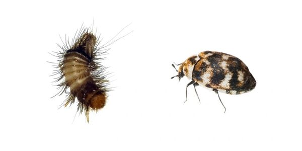 Image showing carpet beetle transitioning into a cocoon