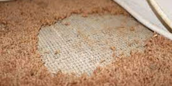 Damage to carpet caused by insect larvae