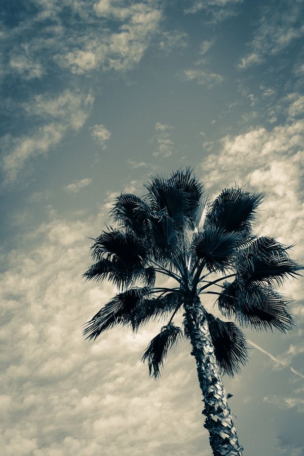 Palm tree, Los Angeles, San Fernando Valley, photography, art, artwork, barry altmark