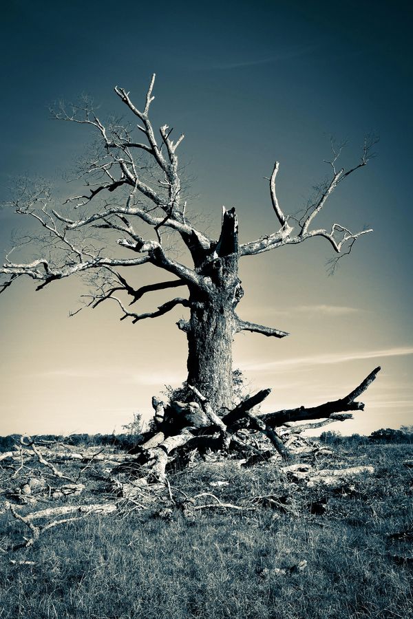 Fallen tree, Alabama, photography, art, artwork, barry altmark