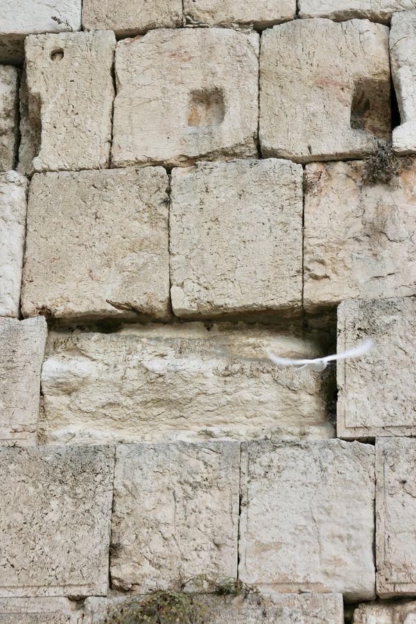 Dove, western wall, Jerusalem, Israel, jewish, Judaism, Barry altmark, photography, fine art photo