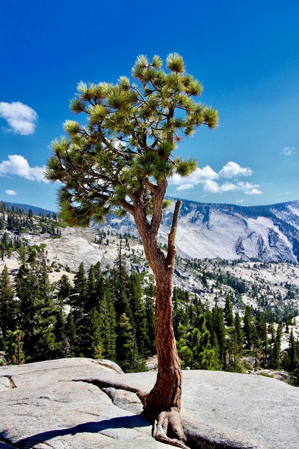 Lone tree, growing out of rock, Yosemite, national park, Barry altmark, photography, fine art photo