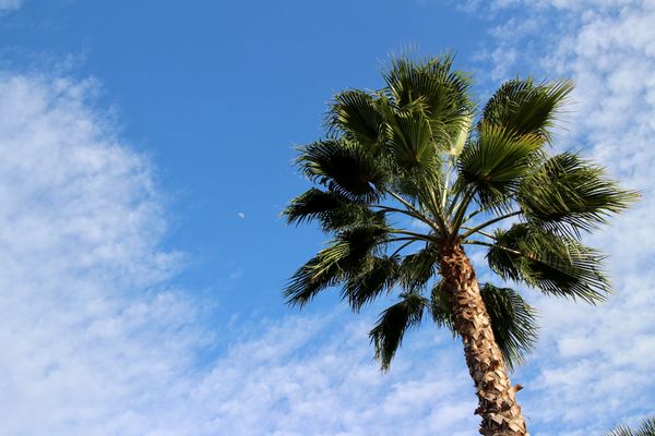 Palm tree, Woodland Hills, California, Barry altmark, photography, fine art photography