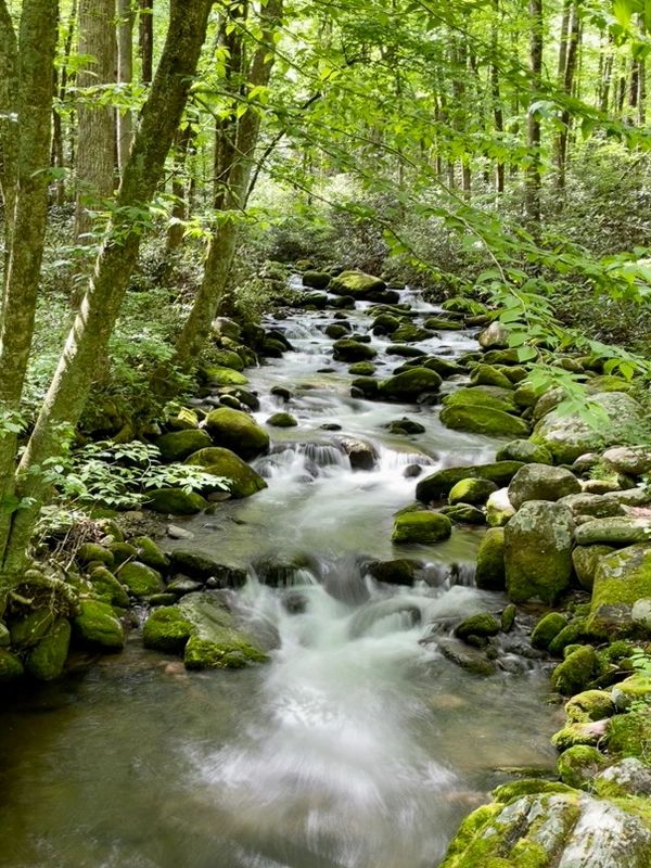 Spring, smokies, smoky national parks, little pigeon river, river, art, photography 
