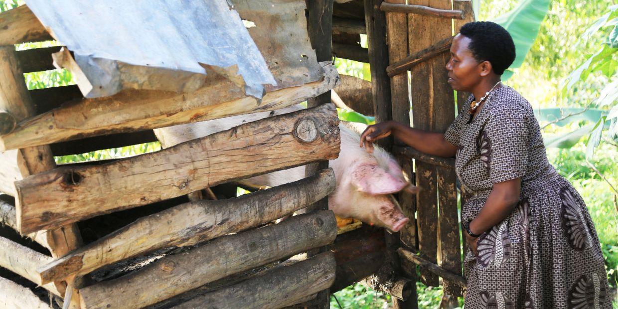 Join our give a piglet project.