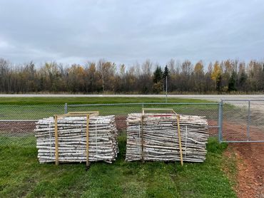 Birch Poles in Pallets