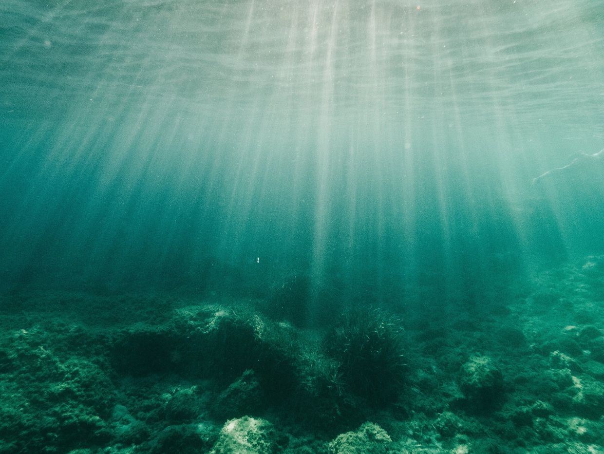 gillyweed, merpeople, harry potter and the goblet of fire task