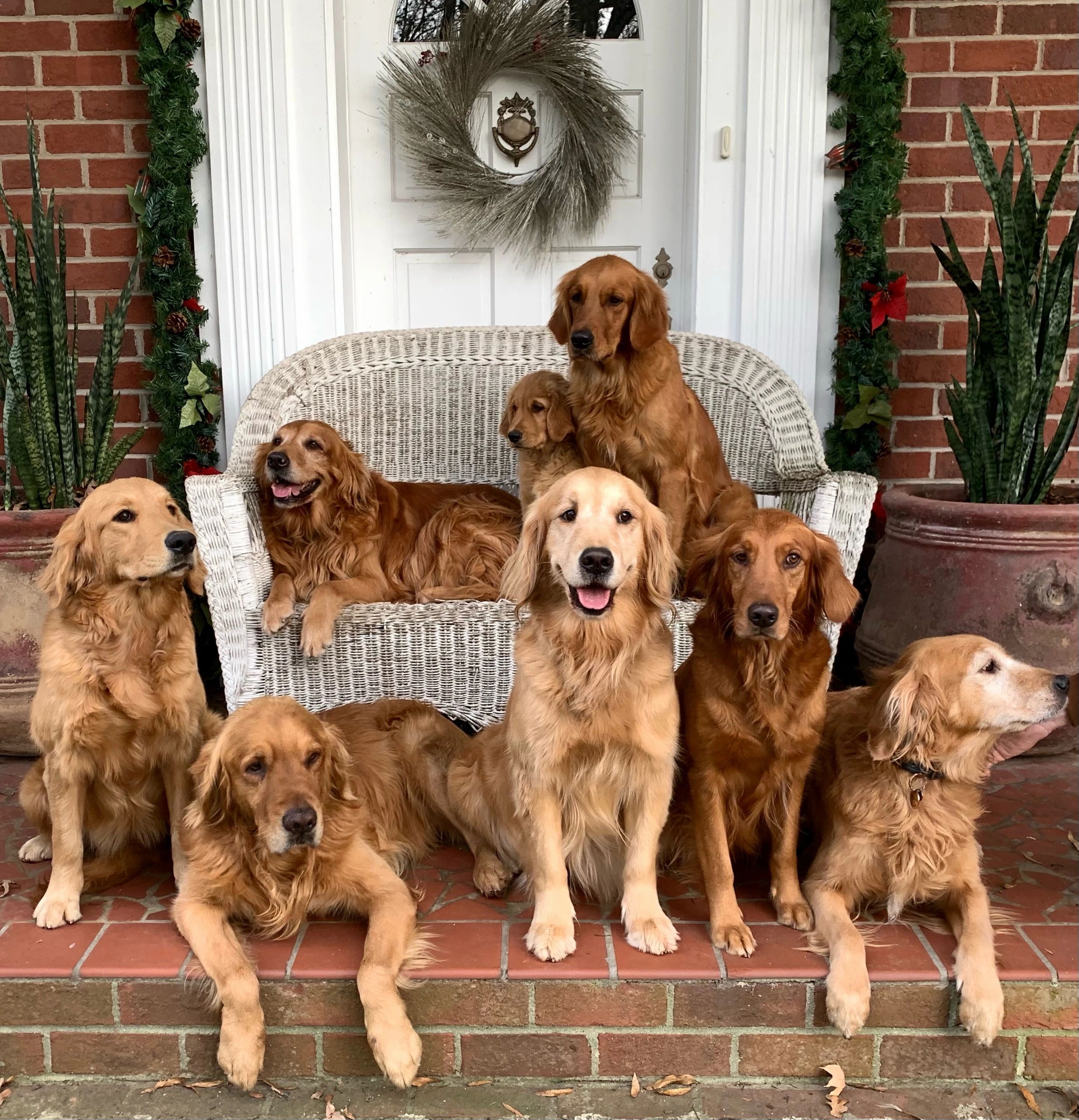 full sized golden retrievers