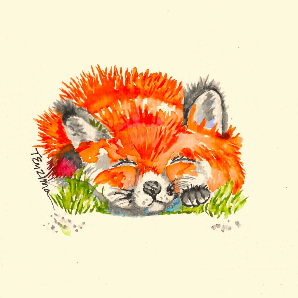 Baby Red Fox