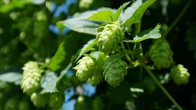 Best lucid dream herbs, hops, Humulus Lupulus, cone shaped green flowers. leaves on vine. Herbal tea
