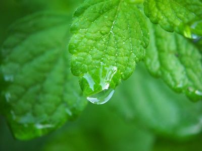 Lemon balm, Melissa Officinalis leaf. Best lucid dreaming herbs, lucidity, sleep, dream enhancement