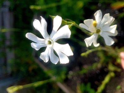 Silene Capensis, African Dream Root, white flowers, lucid dream herb, plant for sleep herbal remedy