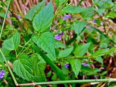Skullcap, scutellaria lateriflora plant growing healthy. Green leaves like mint, small blue flowers