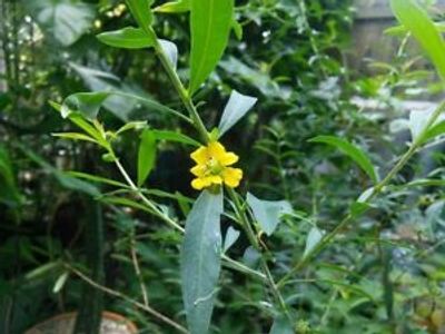 Heimia Salicifolia, sinicuichi, sun opener, herbal plant for lucid dreams, best herbs for dreaming