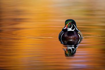 A duck floating in a orange pond