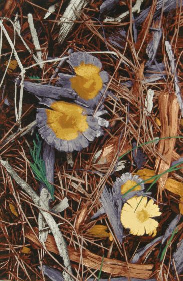 painting of mushrooms on a forrest ground