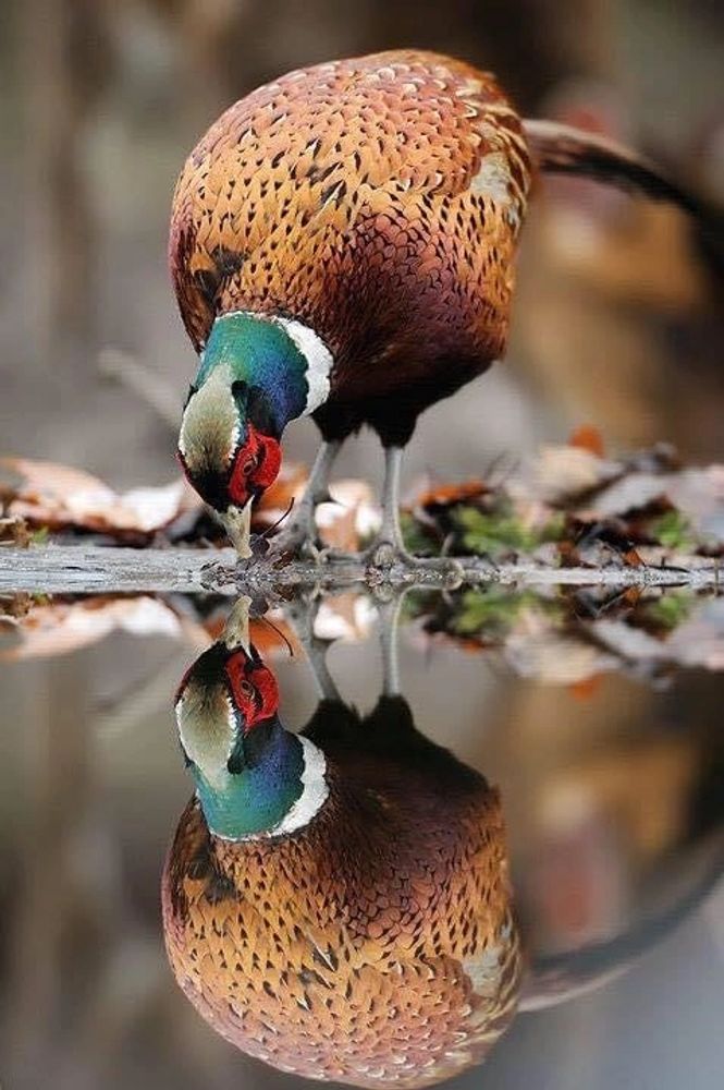 Pheasants, Partridge shoot in Dunblane 