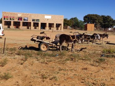 Donkeys transporting harvesters and Devil’s Claw—rugged African terrain meets sustainable harvesting