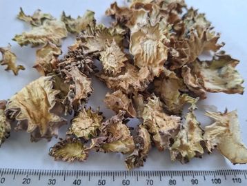 Neatly sliced dried Hoodia gordonii with clean light‑brown pieces for appetite and wellness use.