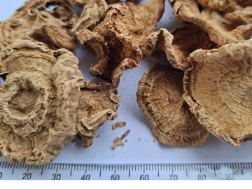 Neatly sliced dried Devil’s Claw with clean light‑brown pieces for joint‑support and wellness use.
