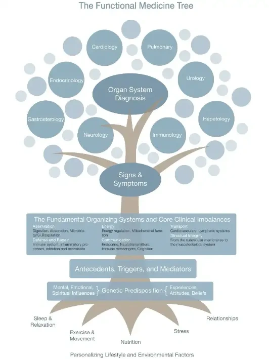 Image of functional medicine tree chart.