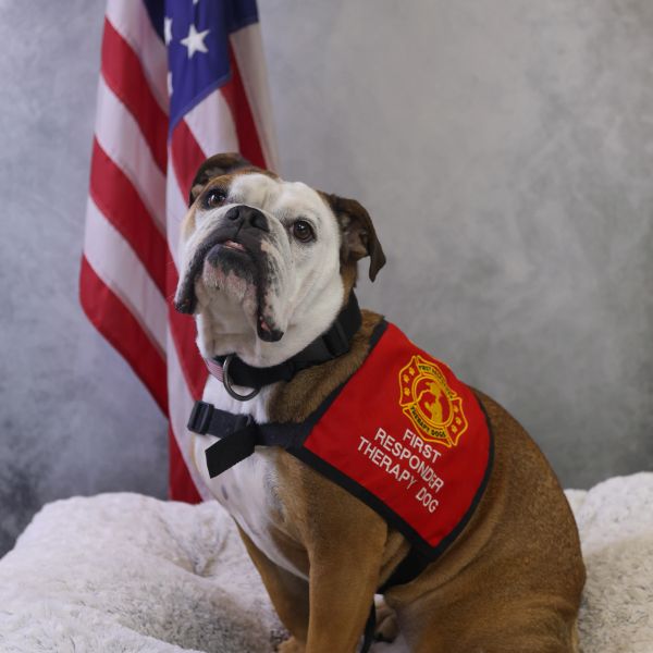 Certified therapy dog Ember