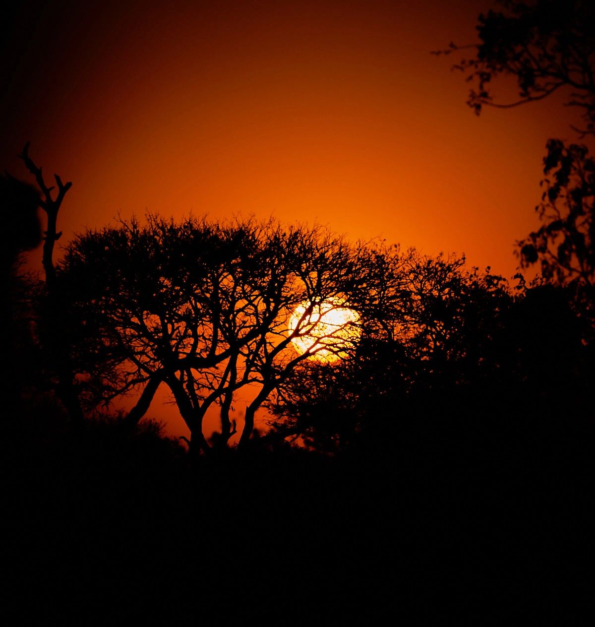 Sunset on the Savannah