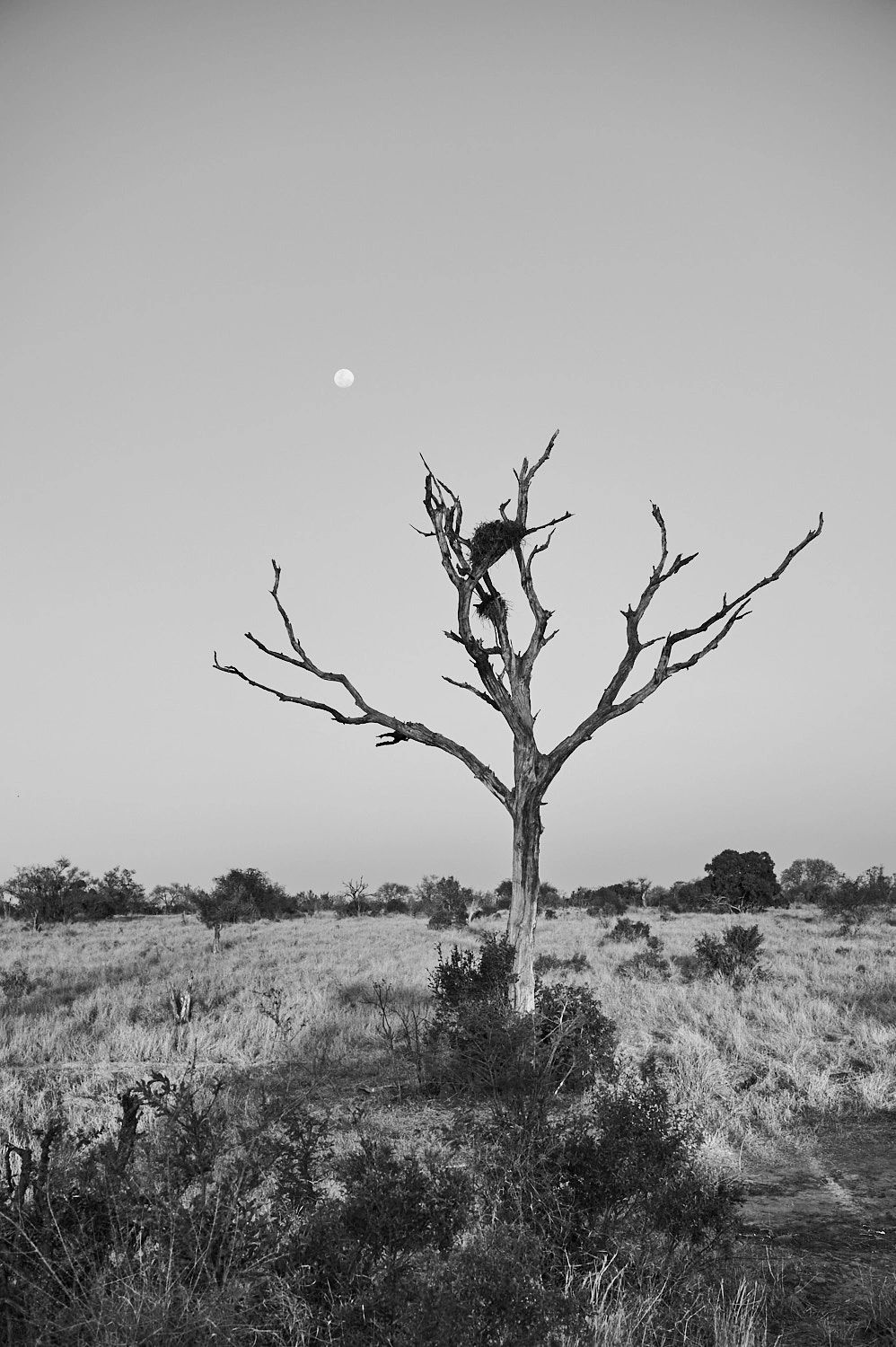 Desolate